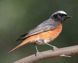 Attēlu rezultāti vaicājumam “Phoenicurus phoenicurus”