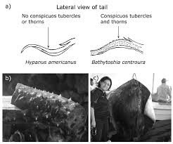 Image result for Bathytoshia centroura