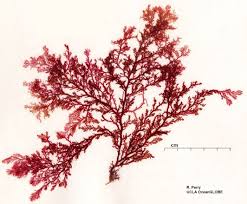 Attēlu rezultāti vaicājumam “Rhodophyta”