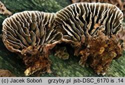 Attēlu rezultāti vaicājumam “Gloeophyllum abietinum”