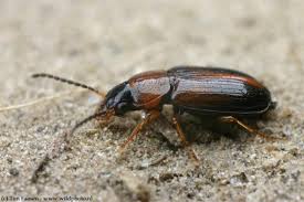 Attēlu rezultāti vaicājumam “Acupalpus flavicollis”