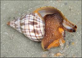 Image result for Cinctura hunteria