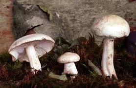 Attēlu rezultāti vaicājumam “Tricholoma album”