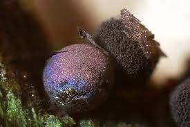 Attēlu rezultāti vaicājumam “Lamproderma pulchellum macro”