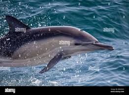 Image result for Delphinus delphis