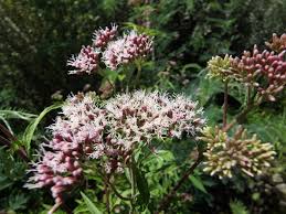 Image result for Eupatorium cannabinum