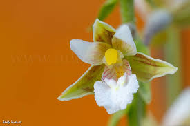 Attēlu rezultāti vaicājumam “Epipactis palustris bud”