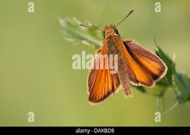 Attēlu rezultāti vaicājumam “Thymelicus lineola underside”