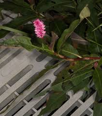 Attēlu rezultāti vaicājumam “Polygonum amphibium leaf”
