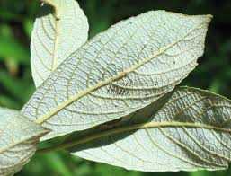 Attēlu rezultāti vaicājumam “Salix cinerea leaf”