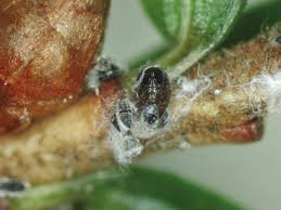 Attēlu rezultāti vaicājumam “Adelges laricis nymph”