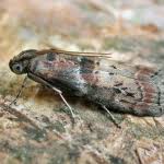 Attēlu rezultāti vaicājumam “Phycita roborella”