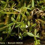 Attēlu rezultāti vaicājumam “Galium trifidum”