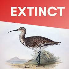 Image result for Numenius tenuirostris