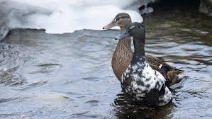 Attēlu rezultāti vaicājumam “Anas platyrhynchos female”