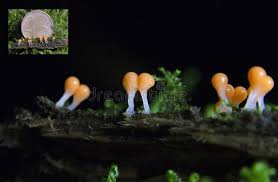 Attēlu rezultāti vaicājumam “Trichia varia macro”