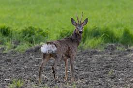 Attēlu rezultāti vaicājumam “Capreolus capreolus”