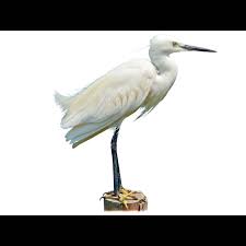 Image result for Egretta garzetta