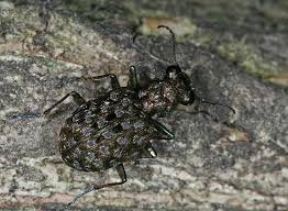 Attēlu rezultāti vaicājumam “Elaphrus cupreus”