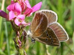 Attēlu rezultāti vaicājumam “Agrodiaetus damon underside”
