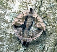 Attēlu rezultāti vaicājumam “Smerinthus ocellata”