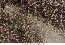 Attēlu rezultāti vaicājumam “Gypsophila muralis”