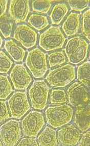 Attēlu rezultāti vaicājumam “Radula complanata”
