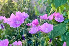 Image result for Malva moschata