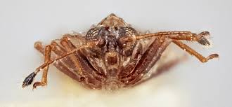 Attēlu rezultāti vaicājumam “Acalypta carinata”