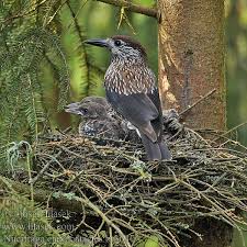 Image result for Nucifraga caryocatactes