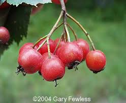 Attēlu rezultāti vaicājumam “Crataegus chrysocarpa”