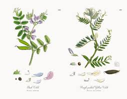 Attēlu rezultāti vaicājumam “Vicia sepium”