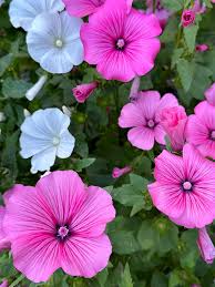 Image result for Lavatera trimestris