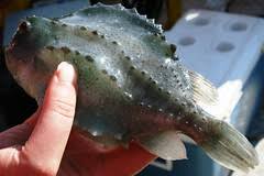 Image result for Cyclopterus lumpus