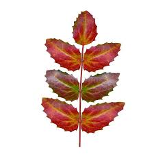 Attēlu rezultāti vaicājumam “Berberidaceae”