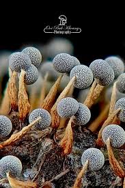 Attēlu rezultāti vaicājumam “Physarum oblatum macro”