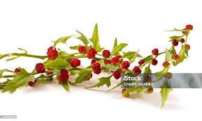 Attēlu rezultāti vaicājumam “Chenopodium foliosum”