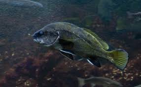 Image result for Sciaena umbra