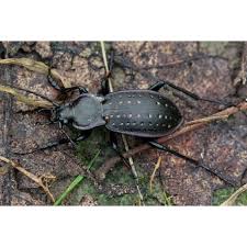Attēlu rezultāti vaicājumam “Carabus hortensis”