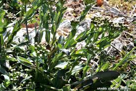 Attēlu rezultāti vaicājumam “Arabis glabra”