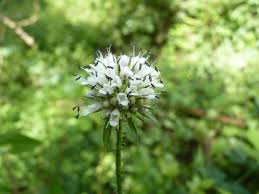 Image result for Dipsacus pilosus
