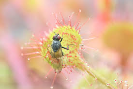 Attēlu rezultāti vaicājumam “Drosera rotundifolia flower”