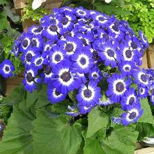 Image result for Cineraria maritima