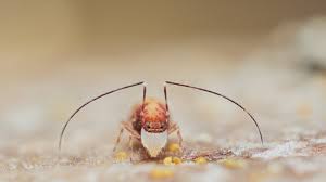 Attēlu rezultāti vaicājumam “Symphypleona”