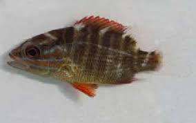 Image result for Lutjanus alexandrei