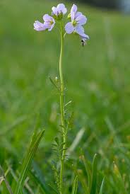 Attēlu rezultāti vaicājumam “Cardamine pratensis”
