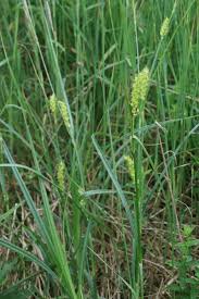 Attēlu rezultāti vaicājumam “Carex hirta female flower”