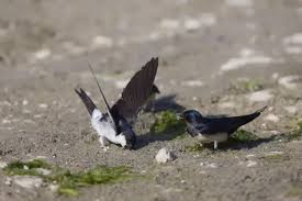 Attēlu rezultāti vaicājumam “Delichon urbicum juvenile”