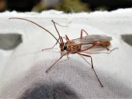 Attēlu rezultāti vaicājumam “Diphyus latebricola”