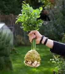 Image result for Sellerie